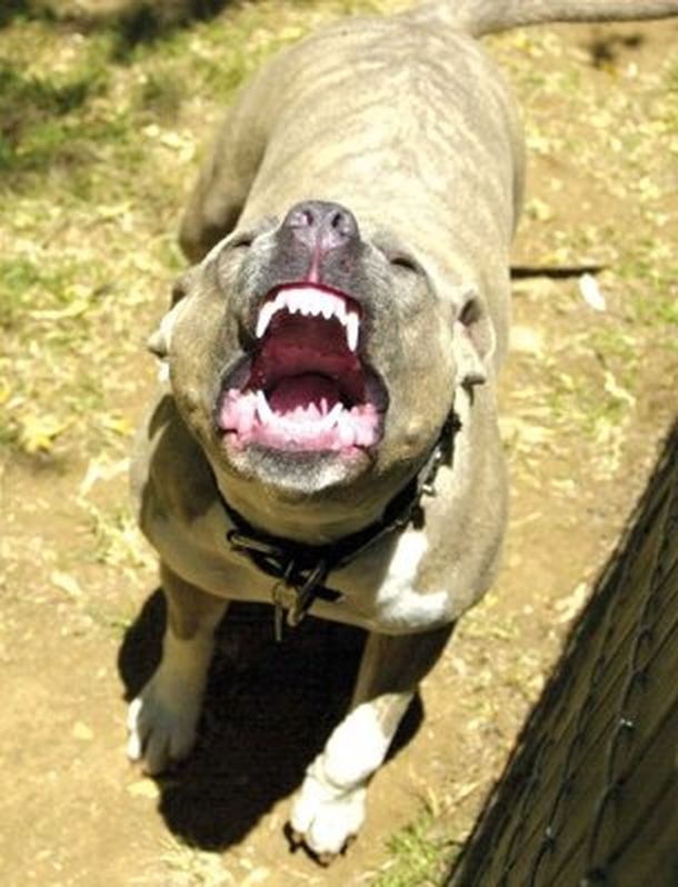 Perro