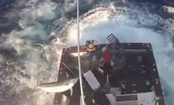 El espectacular ataque de un pez espada en altamar