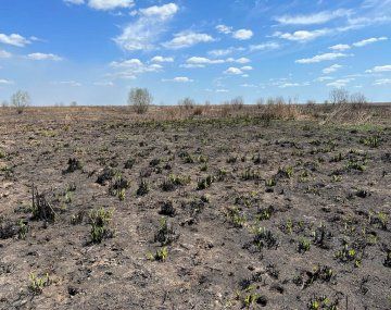 Así quedó la zona afectada por incendios forestales en Entre Ríos