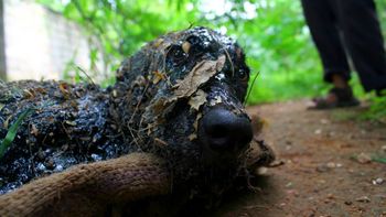 el rescate de un perro cubierto de alquitran caliente el rescate de un perro cubierto de alquitran caliente