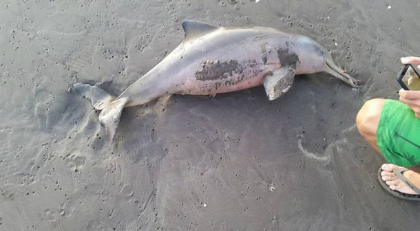 Sacaron a un delfìn bebé del mar y lo mataron por sacarse una selfie