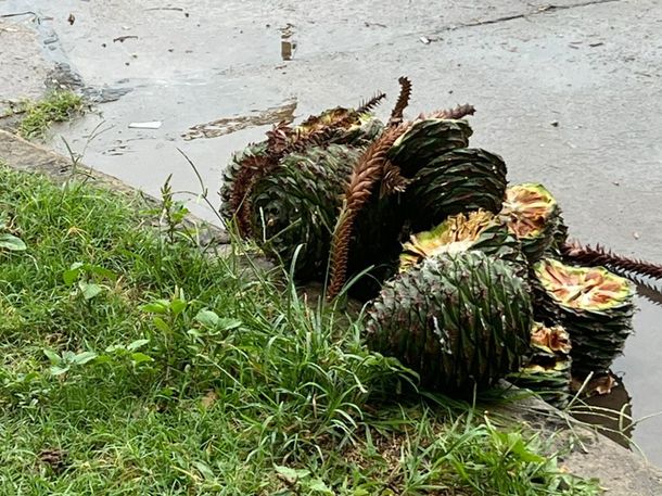 Santa Fe: alerta por la caída de piñas de hasta 4 kilos desde araucarias centenarias
