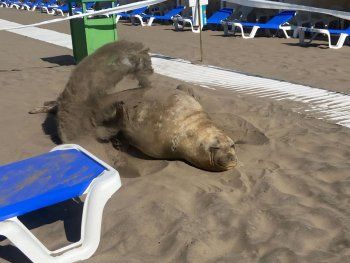 Inesperado: apareció un elefante marino en el Balneario 12 de Mar del Plata