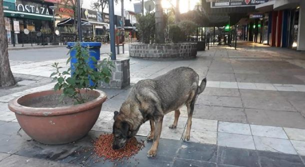 Cuarentena: municipio alimenta a perros callejeros