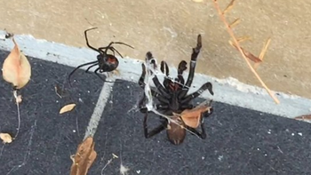 El veneno de estas arañas puede matar a un hombre en 15 minutos El veneno de estas arañas puede matar a un hombre en 15 minutos