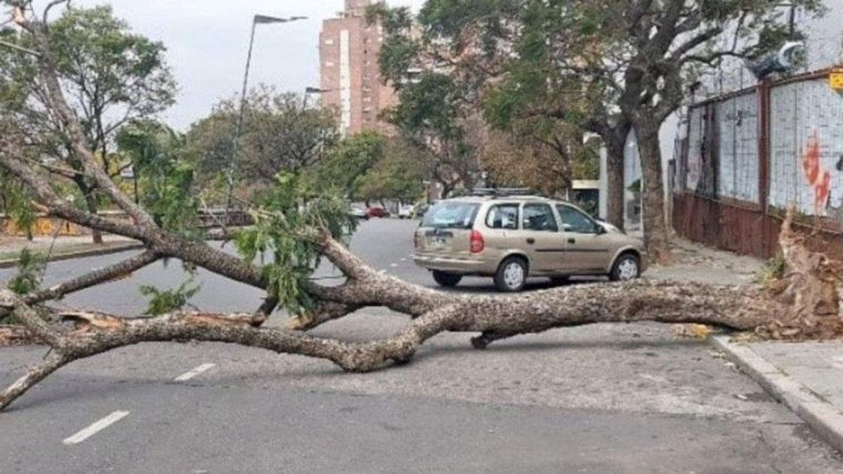 Fuertes Vientos E Intensas Lluvias En Rosario Derribaron Una Veintena De árboles 8920