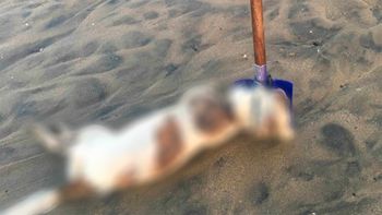 desalmados: encuentran a un perro muerto atado a una pala en la playa desalmados: encuentran a un perro muerto atado a una pala en la playa