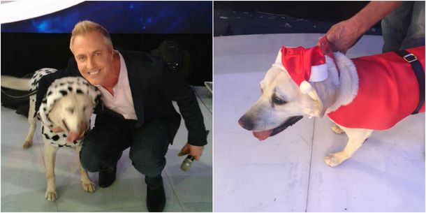 El gracioso pedido de Marley tras la muerte de su perro que quiere convertir en TT