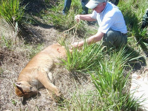 Cazan a un puma cerca del aeropuerto de Posadas