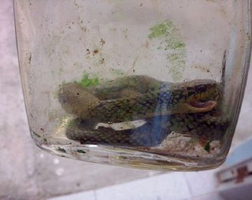 Un nene de un año encontró una serpiente venenosa y la mató a mordiscos