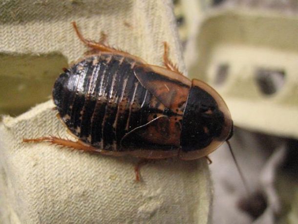 Descubren por qué las cucarachas son inmunes al cebo