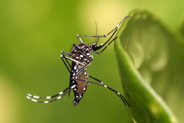 Liberan miles de mosquitos en Brasil para terminar con el dengue