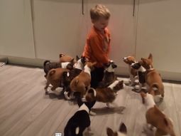 Duermen todos juntos y se la pasan jugando: así es vivir con 16 cachorros
