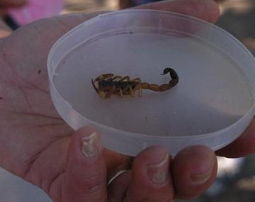 Una especie de alacrán tiene veneno