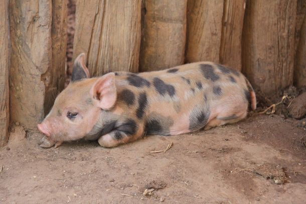 Sorpresa por el nacimiento de un cerdo con dos hocicos