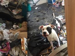 Un perro y un gato sobreviven tras meses de encierro Un perro y un gato sobreviven tras meses de encierro