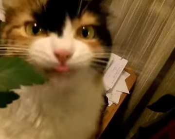 La gata que adora masticar las planta de cannabis