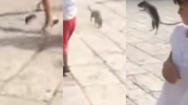Pateó una rata y le dio a una nena en la carta