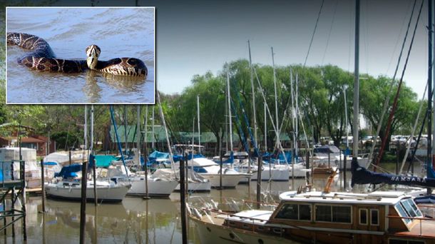 Una yarará mordió a una nena en un club náutico de San Isidro