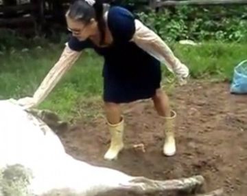 Una mujer acarició a una vaca que acababa de parir y recibió una patada