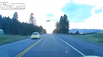 video: mira como un auto atropella a un ciervo en plena ruta video: mira como un auto atropella a un ciervo en plena ruta