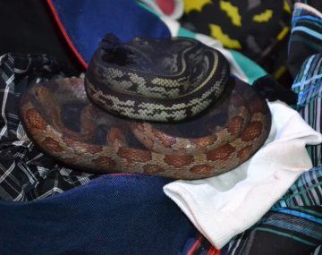 Corrientes: detuvieron a un hombre que viajaba con serpientes