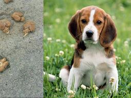 nueve cerebros de perros en nueva york nueve cerebros de perros en nueva york