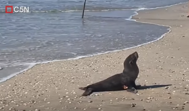 Villa Gesell: sorpresiva aparición de un lobito marino en la playa