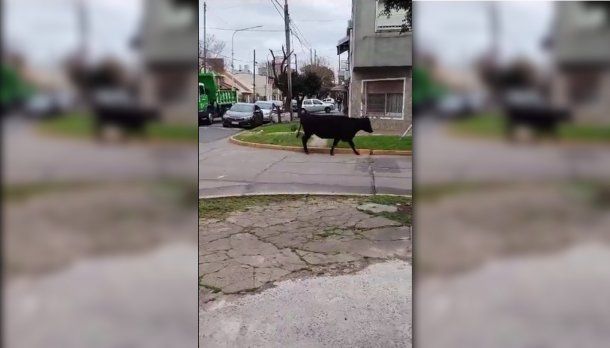 Alguien se quedó sin sus vacas
