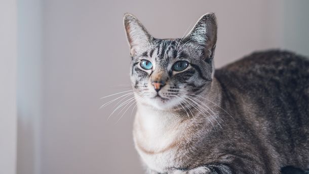 Viral: un gato con doble vida volvió con una nota amenazante