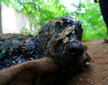 El rescate de un perro cubierto de alquitrán caliente