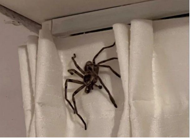 ¡Qué miedo! Se fue de vacaciones a Pinamar y la sorprendió una araña gigante