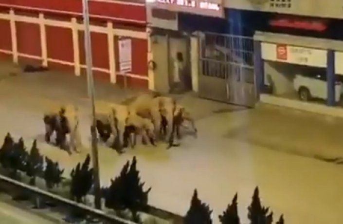Video: el viaje de los elefantes por China se volvió un fenómeno viral