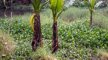 Una mujer, acechada por un cocodrilo del Nilo Una mujer, acechada por un cocodrilo del Nilo