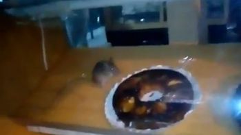 Encontró una rata en el mostrador de una panadería Encontró una rata en el mostrador de una panadería