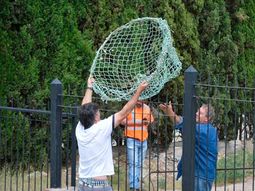 panico en bahia blanca por un puma que anda suelto en las calles panico en bahia blanca por un puma que anda suelto en las calles