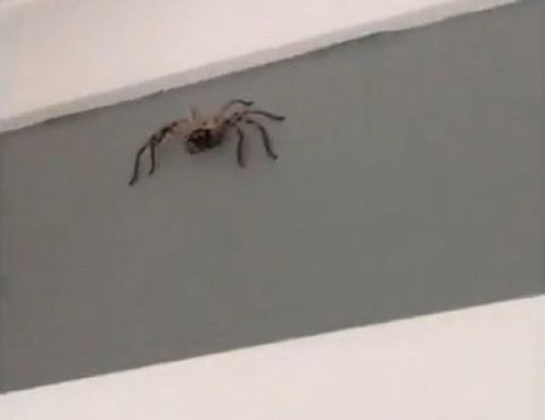 VIDEO: Filmaba una araña y se pegó el susto de su vida