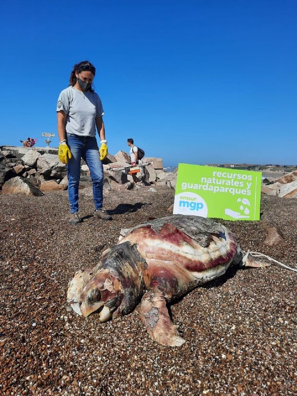 Chapadamalal: encontraron el cadáver de una tortuga marina de 90 kilos
