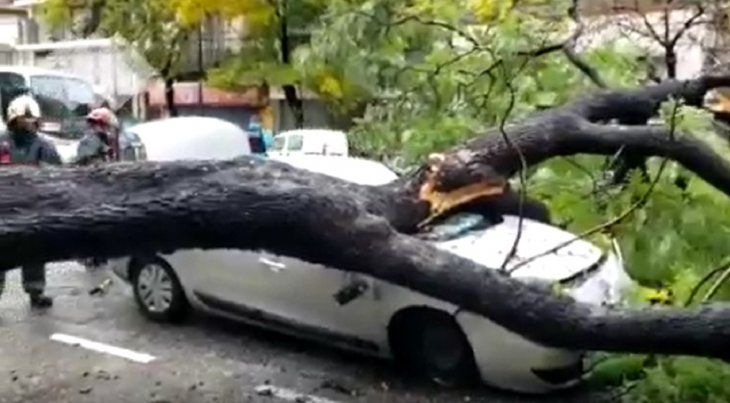 Ciclón extratropical: vientos fuertes provocaron la caída de árboles en la Ciudad