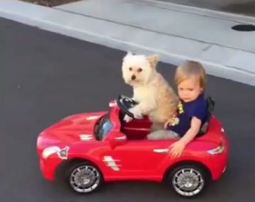 Juntos a la par: una perra lleva a pasear a un nene