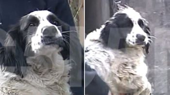 El animal fue secuestrado El animal fue secuestrado