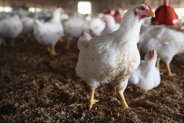 Detienen a cuatro adolescentes acusados de masacrar a 920 gallinas con palos de golf