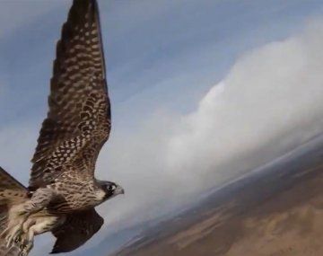 Los halcones suelen ser excelentes cazadores, pero éste se llevó una sorpresa
