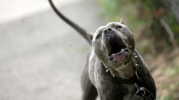 Un pitbull atacó a un jóven que cumplía arresto domicialiario.