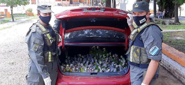 Santiago del Estero: rescataron más de 200 loros habladores en el baúl de un auto