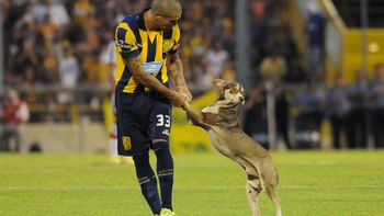 insolito: un perro irrumpio en el partido entre river y rosario central insolito: un perro irrumpio en el partido entre river y rosario central