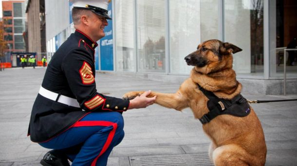 Condecoran con todos los honores a una perra de tres patas que sirvió en la guerra