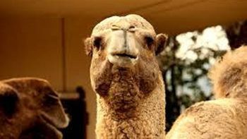 murio tsugaru, el camello mas viejo en cautiverio del mundo murio tsugaru, el camello mas viejo en cautiverio del mundo