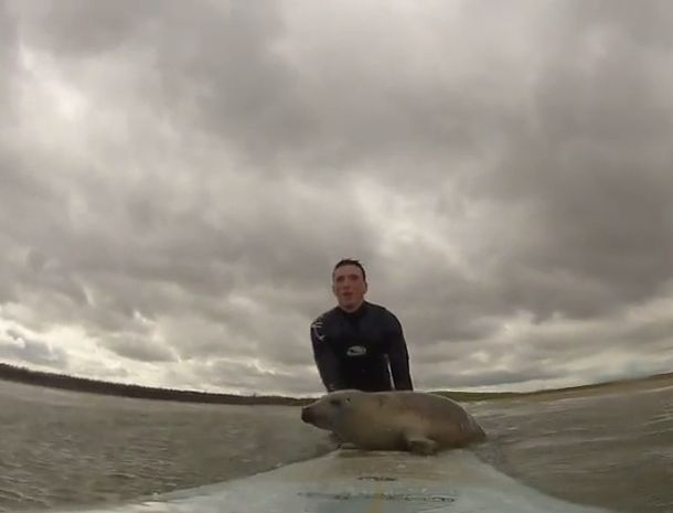 Una foca se convirtió en la reina de la web gracias a sus lecciones de surf
