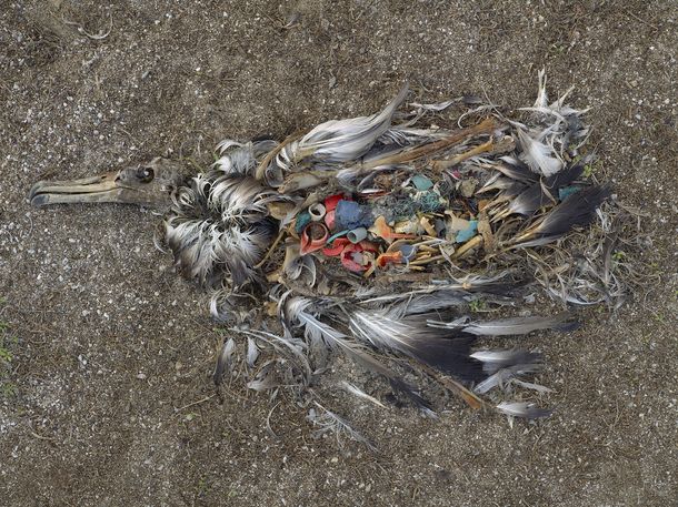 Greenpeace culpa a Coca-Cola de matar aves en Australia